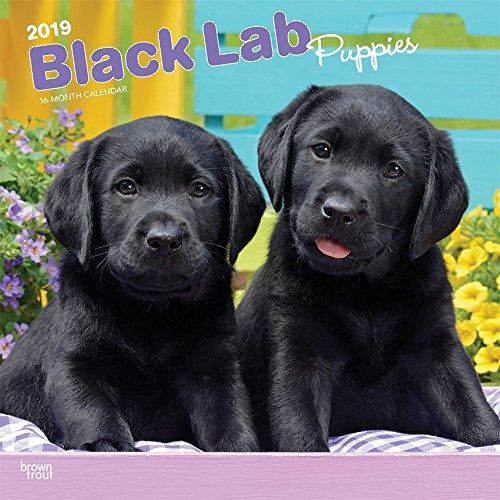 Black Labrador Retriever Puppies 2019 12 X 12 Inch Monthly S