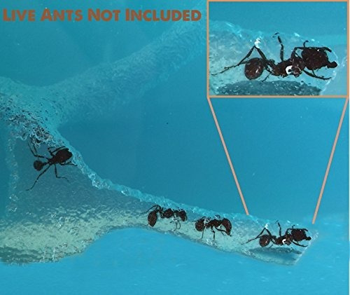 Ant Farm Con Luz Led. Disfruta De Un Magnifico Ecosistema. I