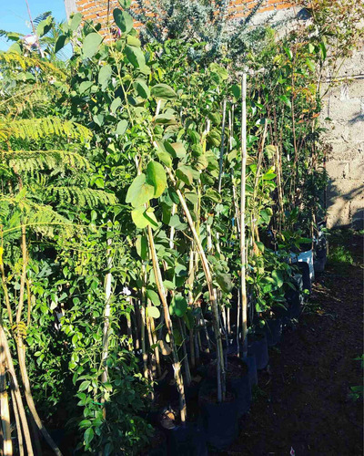 Árbol Orquídea Blanco , Rosa, Fiusha Y Morado De 1.70 Altura