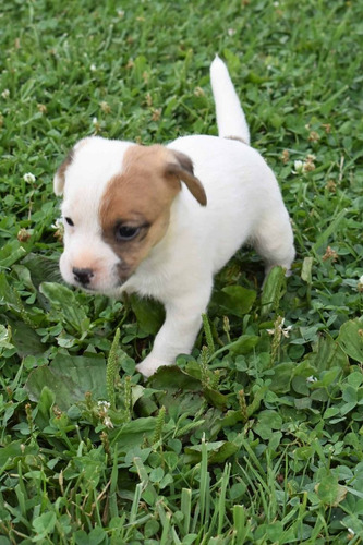 Jack Russell 42 Tricolor