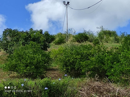 Imagen 5 de 28 de Venta De Hermosa Finca En El Estado Lara