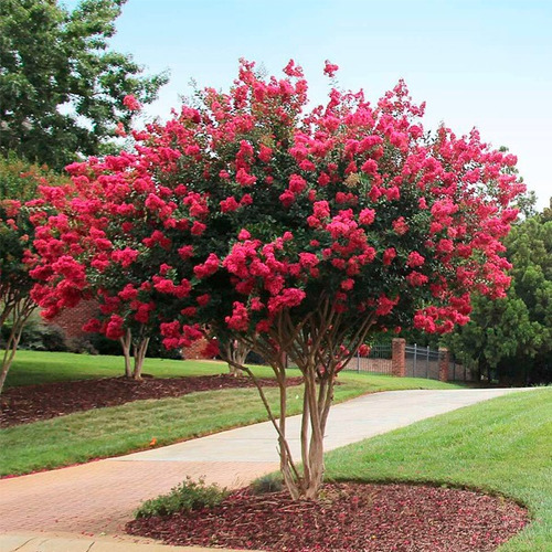 Árbol Júpiter Incluye Fertilizante + Manual De Cuidados Rosa Chicle