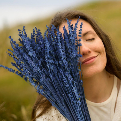 Ramo De Lavanda Azul Seca Bundledried Preserved Lavende...