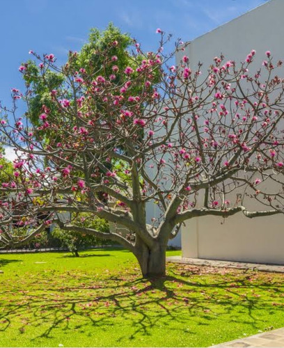 Semillas De 5 Árboles Diferentes Para Bonsai O Árbol