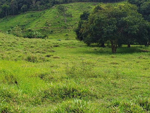 Imagem 13 de 15 de Fazenda Para Venda Em Canhotinho, Zona Rural - In - 0010_1-2014430