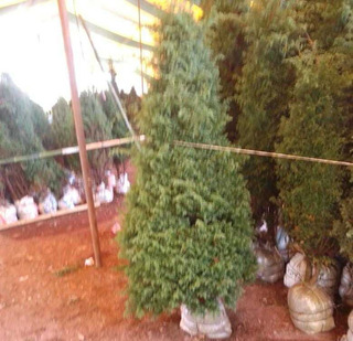 Arboles De Navidad Naturales Baratos | MercadoLibre 📦 Arboles De Navidad Naturales Baratos | MercadoLibre 📦