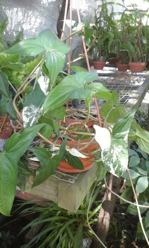 Planta. Colita De Ratón. Con O Sin Maceta De Colgar. Chica