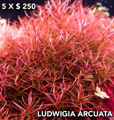 Ludwigia Arcuata Planta Natural Para Acuarios Plantados.