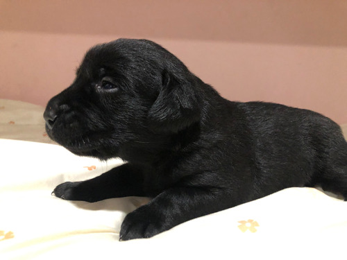 Cachorros Labradores Exelente Genética