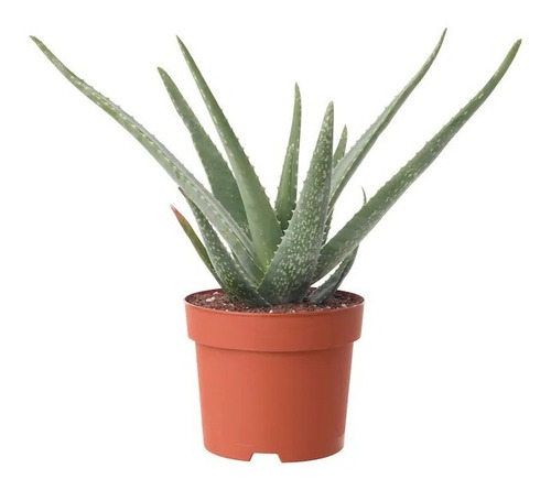 Imagen 1 de 5 de Sabila Aloe Vera Acíbar Planta Medicinal Chica Especial