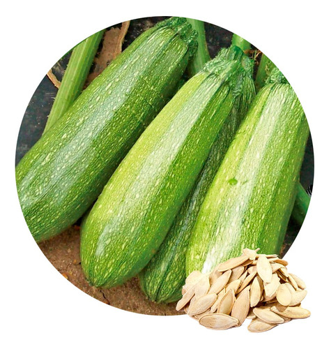  1 Libra  Semillas Calabacita Gray Zucchini