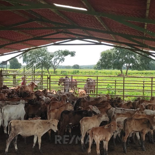 Imagen 9 de 14 de En Venta Finca Productiva En Dos Caminos Guárico