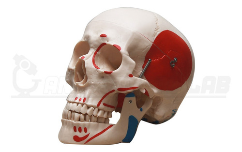 Crânio Humano Clássico C/ Músculo Pintado - Fisioterapia