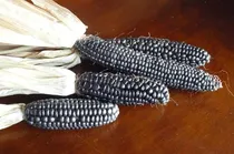 Comprar 20 Kg Semillas De Maiz Azul Criollo - Zea Maiz Envio Gratis