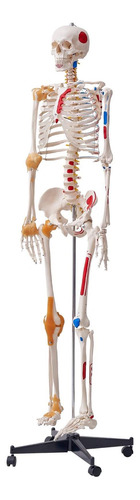 Modelo Esqueleto Humano Tamaño Real Anatomía Pvc 71.65 PuLG