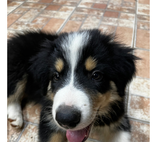 Filhotes Border Collie - Pedigree