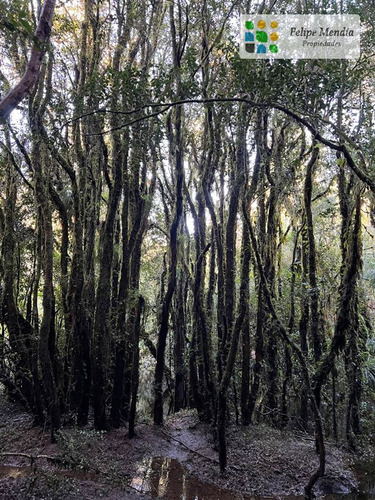 Chiloe : 5.000 Mts.en Parque Privado De Conservacion