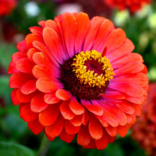 Flor Zínia Gigante Cores Sortidas Para Jardins 60 Sementes