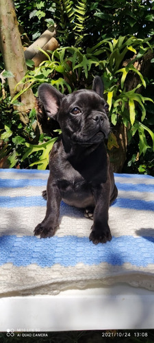 Cachorros Bulldog Francés Perros Sincelejo Coveñas Necoclí 