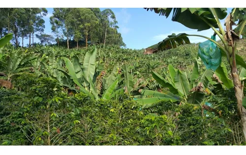 Vendo Finca Cafetera 47 Cuadras Por El Trebol Chinchina