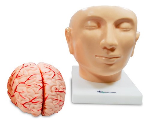 Modelo Anatômico 4d-anatomy Cérebro Desmontável