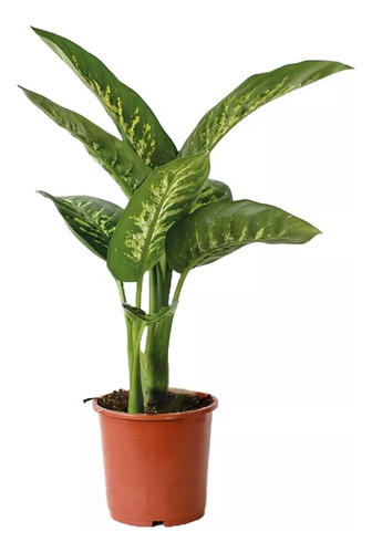 Dieffembachia Tropic Maceta 14