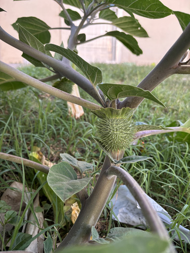 Semillas De Datura Inoxia, Chamico