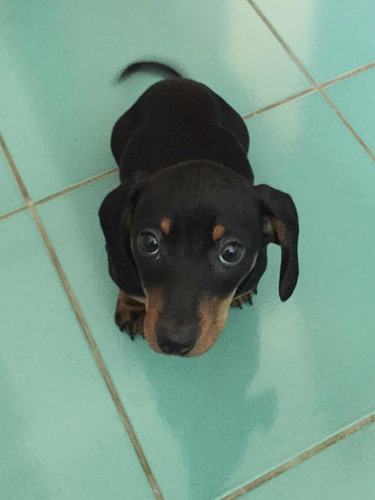 Maravillosos Salchichas Mini Dachshund