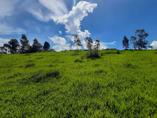 Imagem 6 de 10 de Lotes Plainos E Limpos Em São Roque