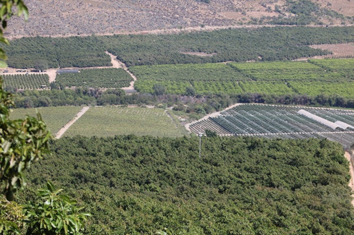 Fundo Productivo Palta Hass Con Derechos De Agua Y Estanques