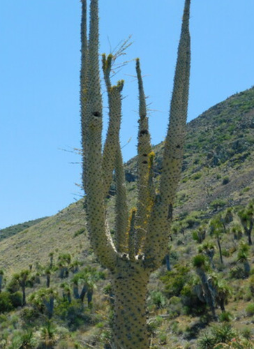 Fouquieria Columnaris, Cirio, 10 Semillas, Nv