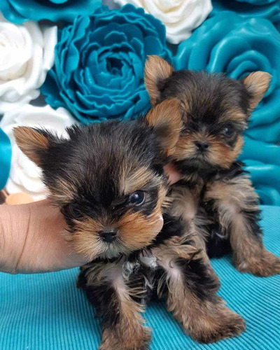 Cachorros Yorkshire Terrier Miniatura