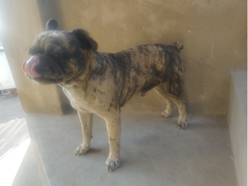 Se Vende Bulldog Francés 