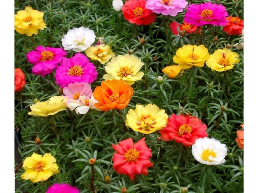 Flor Onze Horas Dobrada Sortida Sementes Para Muda | MercadoLivre