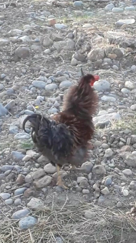 Gallo Trinti