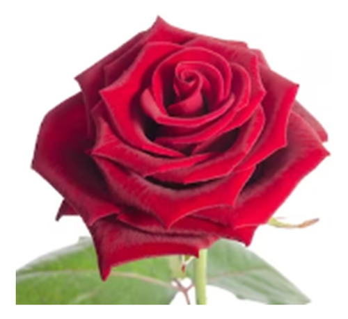 Rosal Rojo Terciopelo Muy Perfumado. Decojardin Bella Vista 