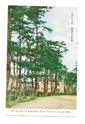 Postal Japon Avenida De Pinos En Awazu Ohmi Numero 202 B3
