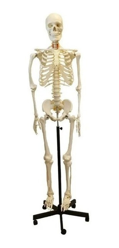 Esqueleto Humano Tamaño Real 170cm, Base, Detalle De Huesos