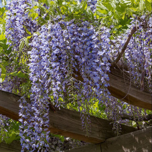 100   Semillas De Glicina De China - Wisteria Sinensis