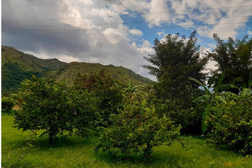 Imagen 9 de 10 de Fd Asein P1454 Vende Hermosa Finca En Chirgua Sector El Leon Municipio Bejuma Del Edo. Carabobo