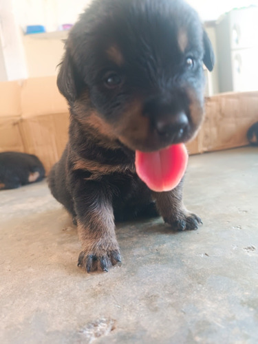 Cachorros Rottweilers 