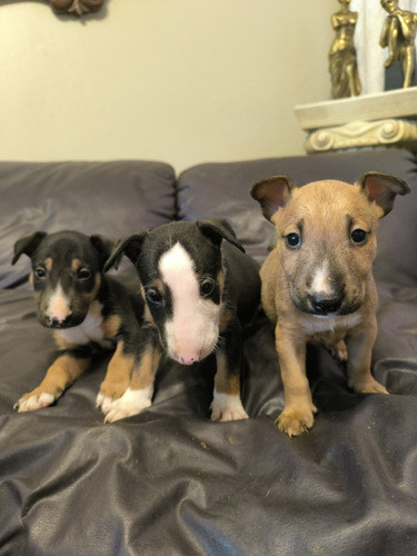 Cachorros Bull Terrier 