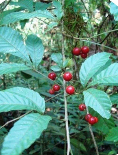 Vacum Árvore 10 Lindas Mudas 10 A 35 Cm Livre De Agrotóxicos