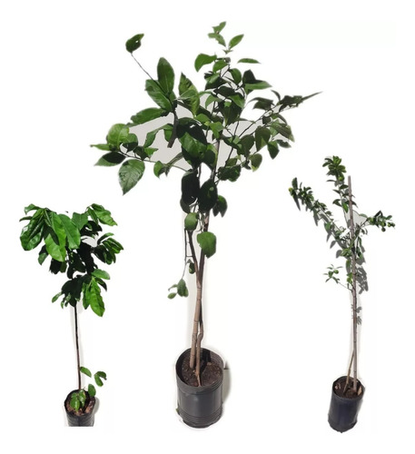 Combo Frutal X 20 Super Economico¡¡¡¡ Vivero Sol Lobos