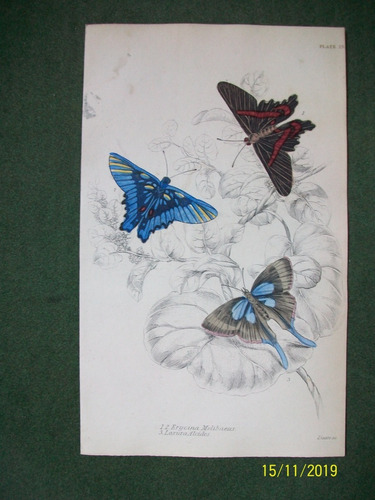 Mariposa  Erycina Melibaeus  Grabado De Edimburgo De 1833