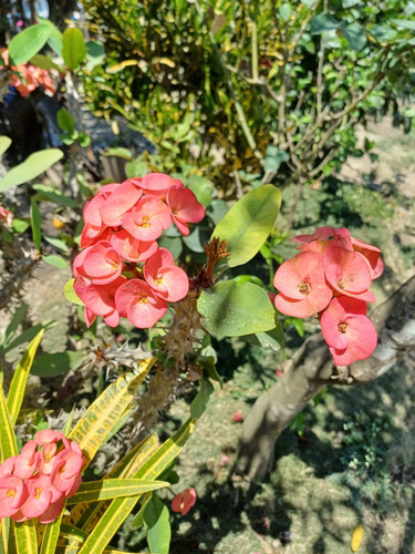 Esqueje De Corona De Cristo Color Rosa Contenido 1 Planta