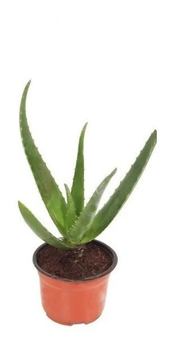 Sabila Aloevera Planta Ornamental  En Matera