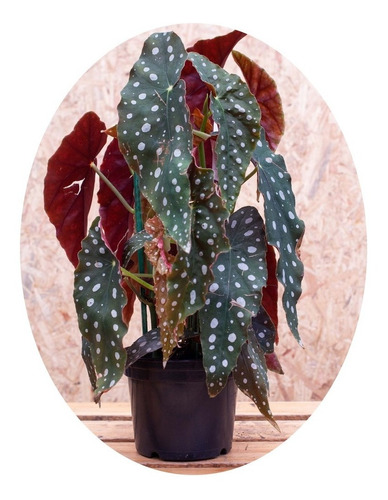Mudas De Begônia Maculata Formada, Plantada No Vaso 15. | Frete grátis