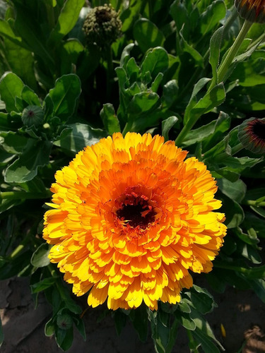 Semilla Calendula, Flores - As - Origen Holanda- Aqualive 