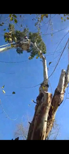 Imagen 4 de 10 de Poda De Arboles, Limpieza De Maleza Y Terrenos